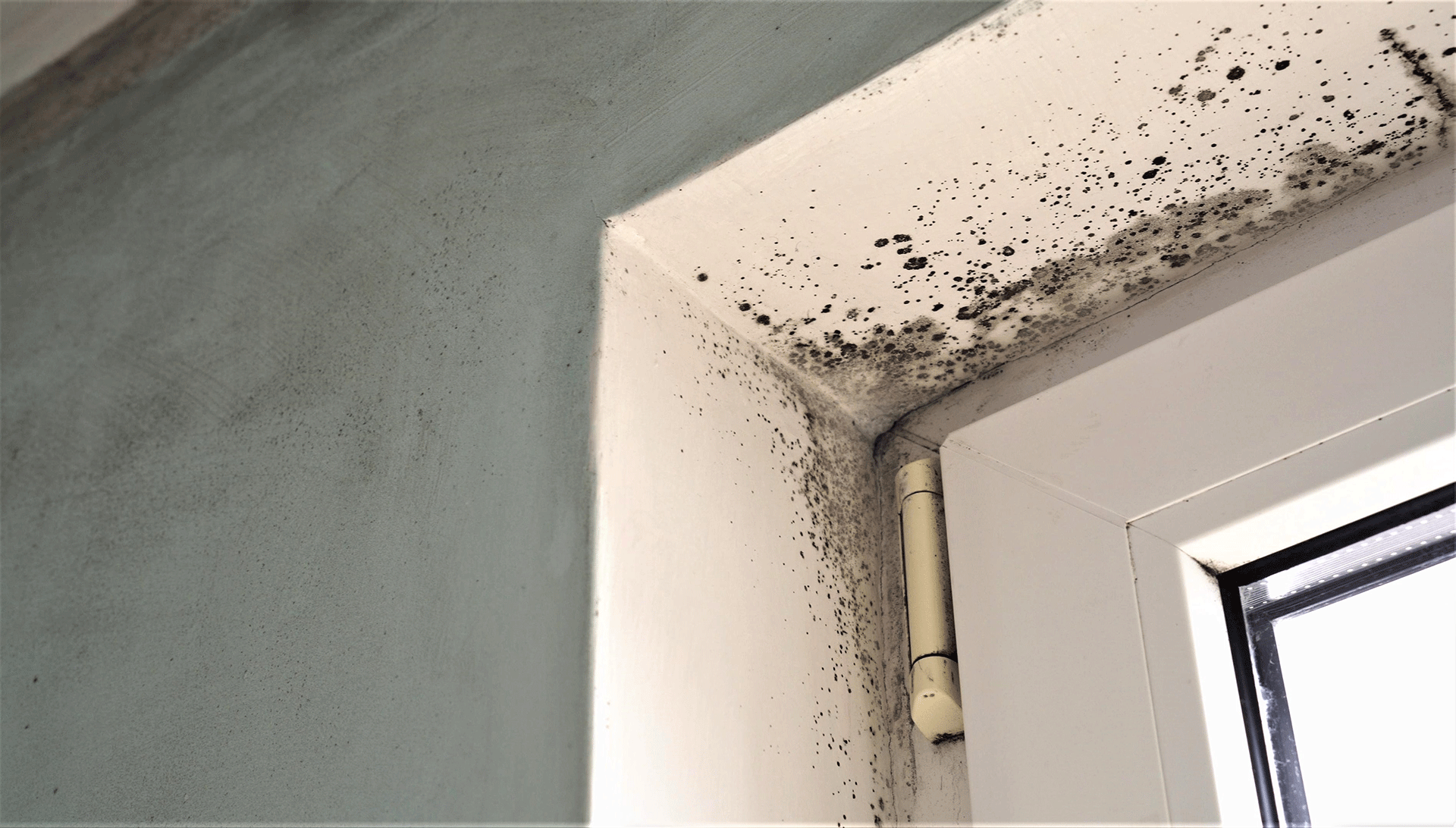 Mould and Damp Treatment Solihull
